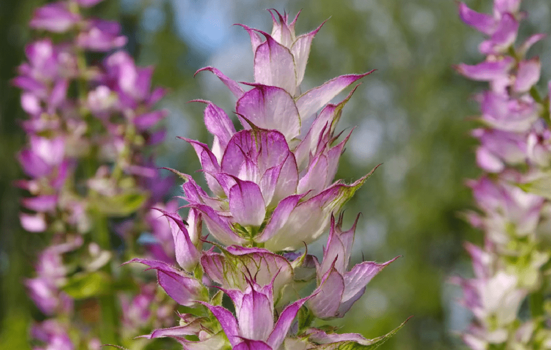 Clary Sage